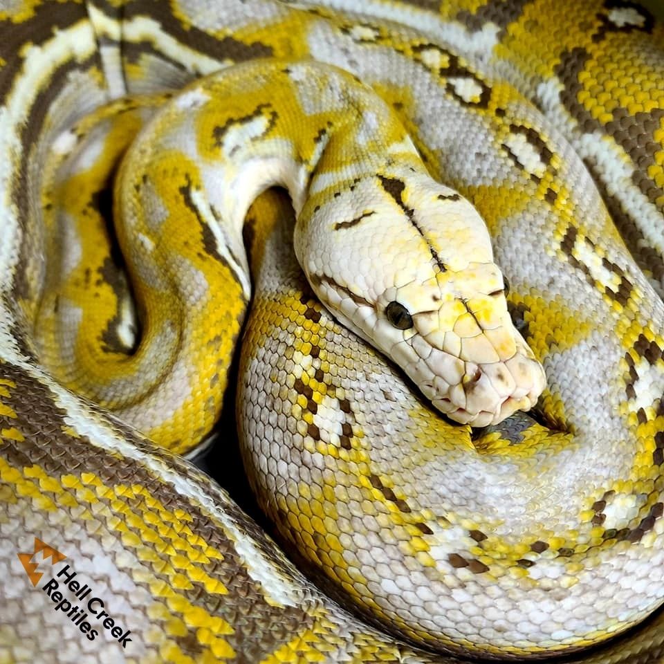 Hell Creek Reptiles - Super Dwarf Reticulated Python