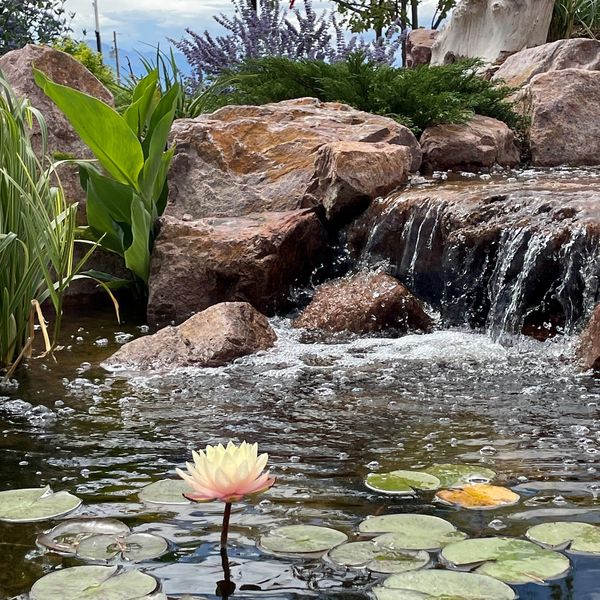 waterfall into koi pond with water lily's and lily pads. 