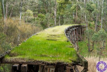 Moss Covered trestle bridge at Koetong