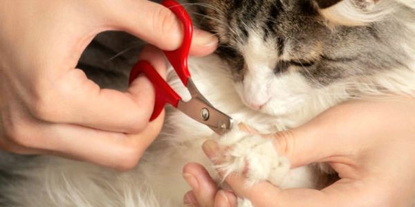 Feline In-home Nail Trim