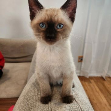 Siamese kitten with blue eyes sitting on a couch.