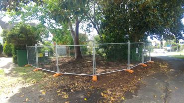 Tree Protection Fencing and Organic Leaf mulch to protect root zones 