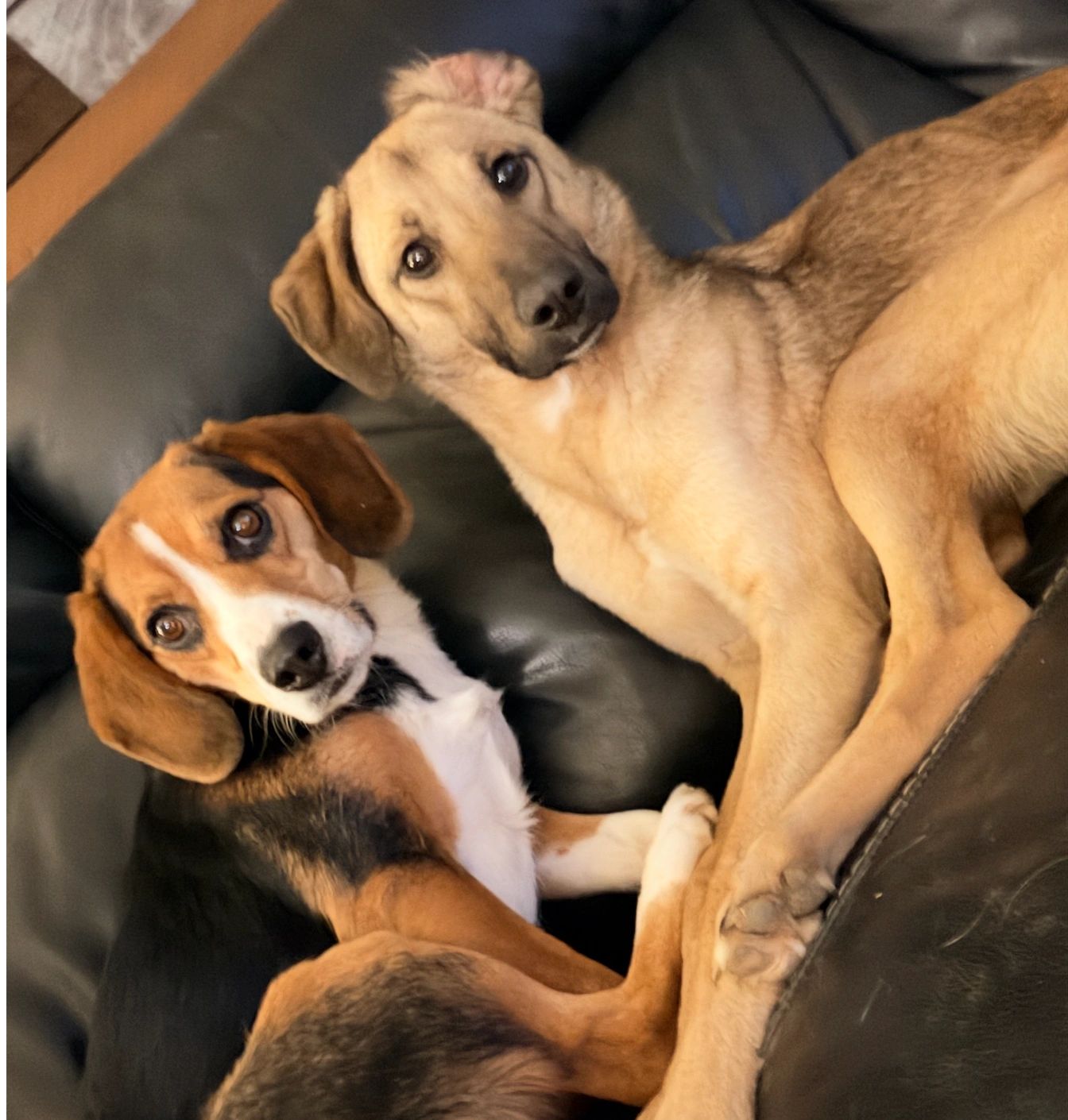 Two dogs lying closely on a black leather sofa, looking at the camera.