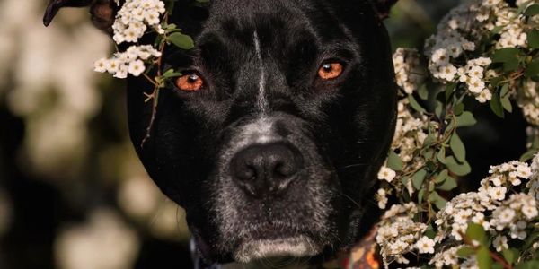 Close-up of a black dog with amber eyes surrounded by white flowers.