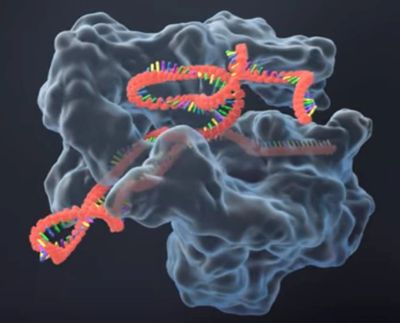 Cas9 with gRNA. Click for related video and information.