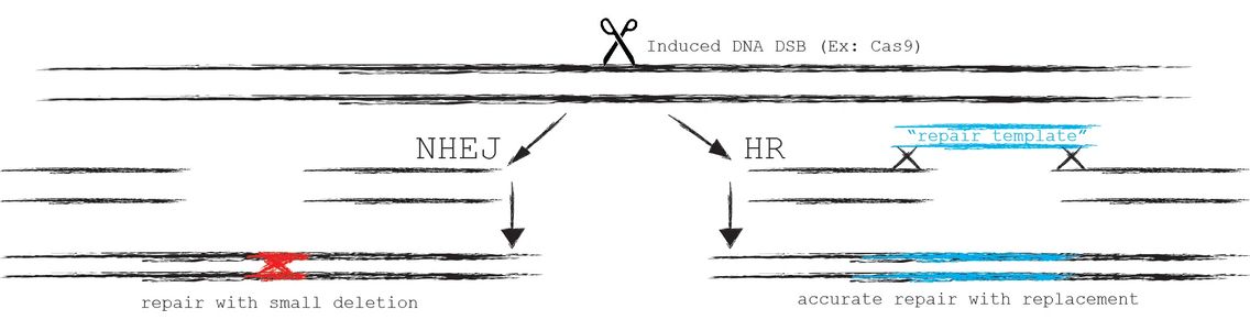 NHEJ and HR. Copyright J Tompkins, PhD