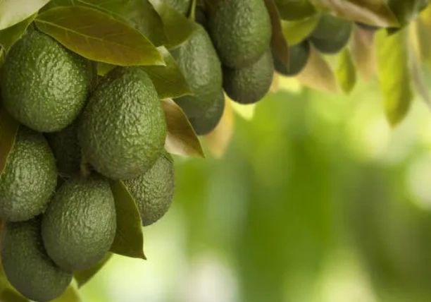 About | Cal Jacobson AG Avocado Farm