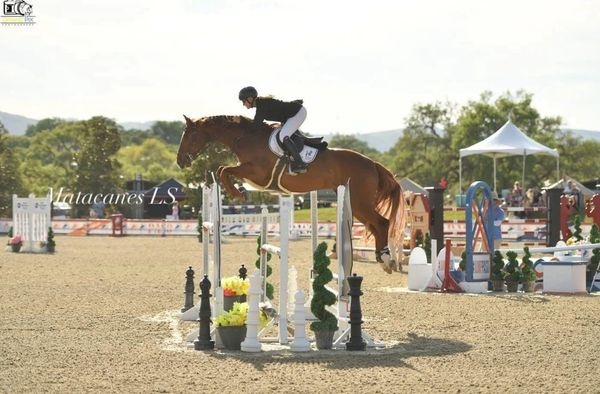 Sponsored equine Matacanes LS