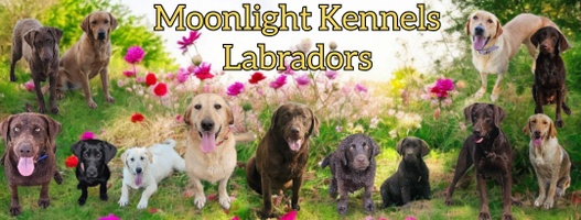 Moonlight's Labrador Retrievers
