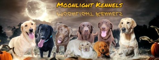 Moonlight Kennels