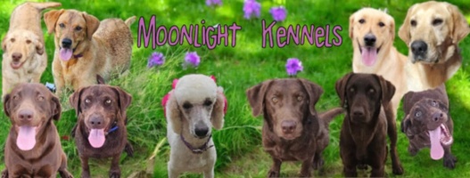 Moonlight's Labrador Retrievers