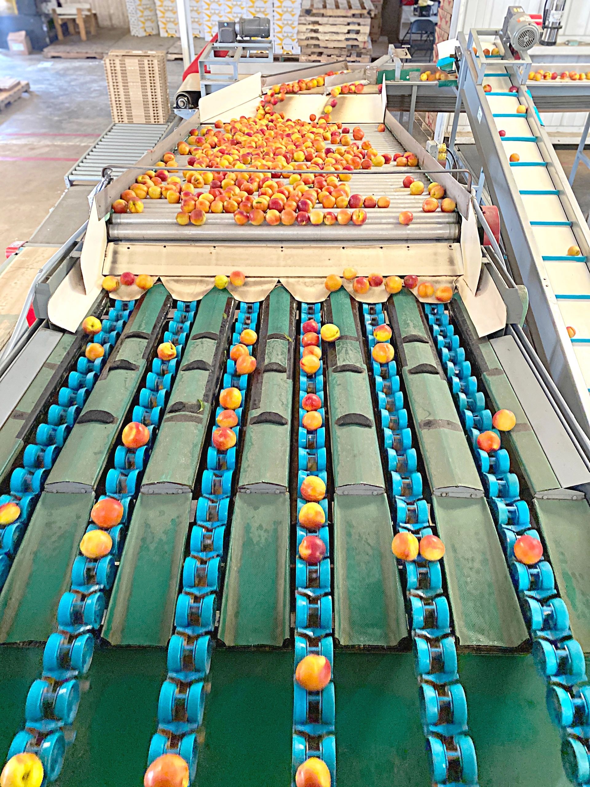 Peaches on the packing line at J. Durbin Farms 
