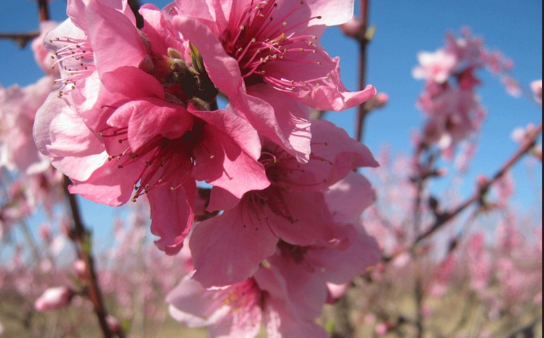 Peach bloom J.Durbin Farms