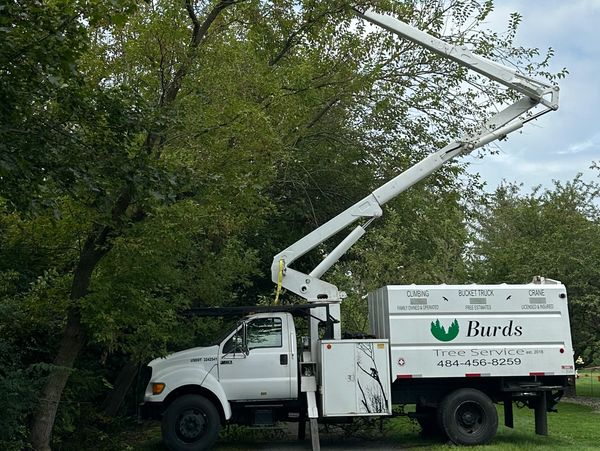 Bucket Truck Tree Removal