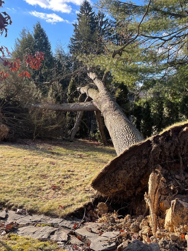 Storm Damage Emergency Tree Removal