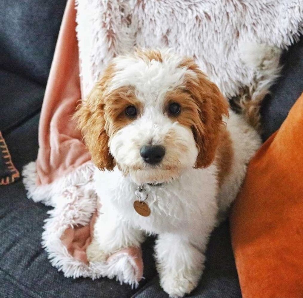 It's time to cuddle up with one of our fur babies..