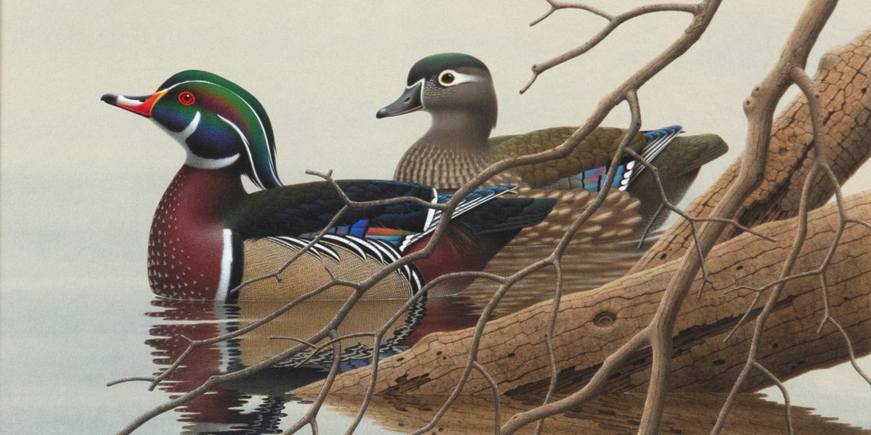 Two colorful ducks swimming near tree branches.