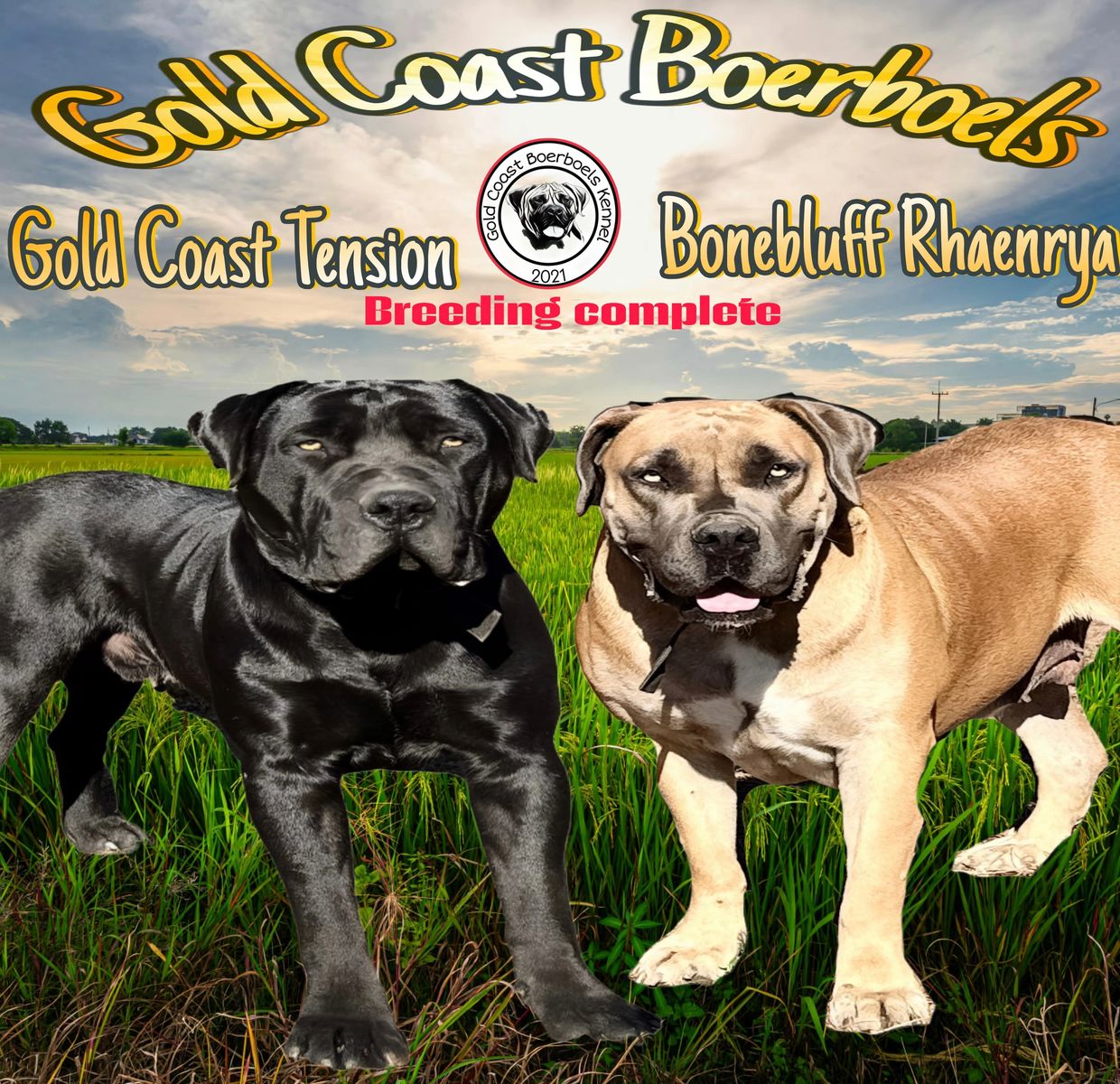 Gold Coast Tension has been bred to Bonebluff Rhaenrya, marking an exciting milestone for this promi