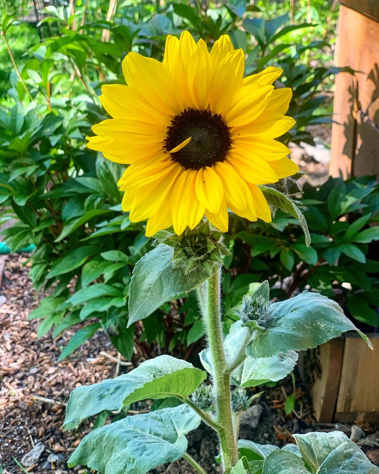 The Wildflower School Preschool Bozeman, Montana