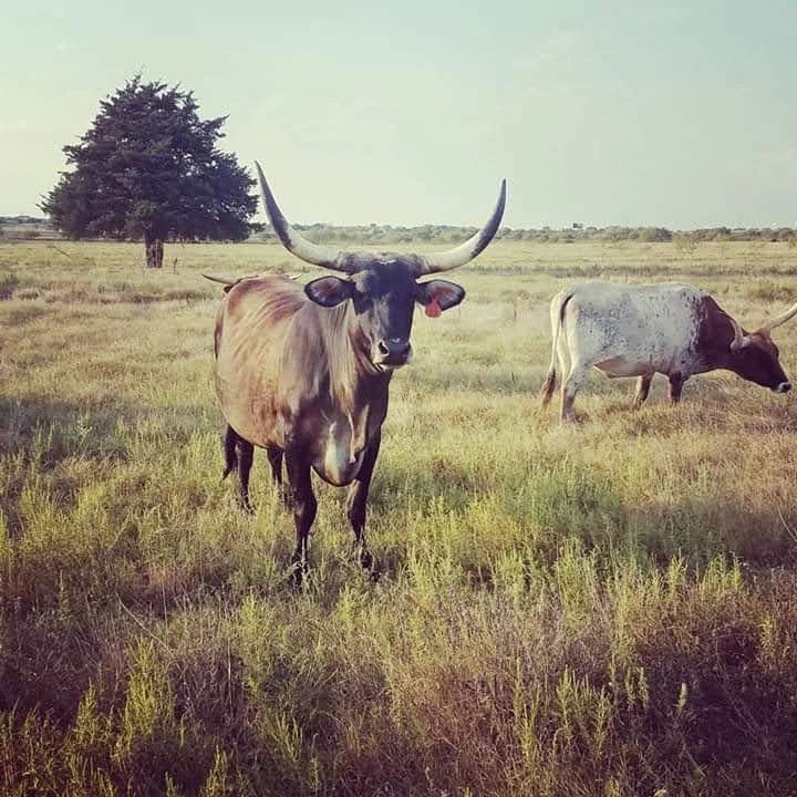 Longhorn cows on pasture