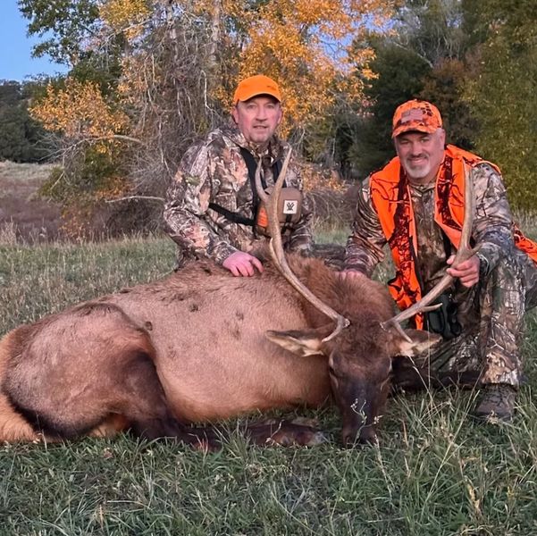 Two hunters posing with a large elk they have hunted.