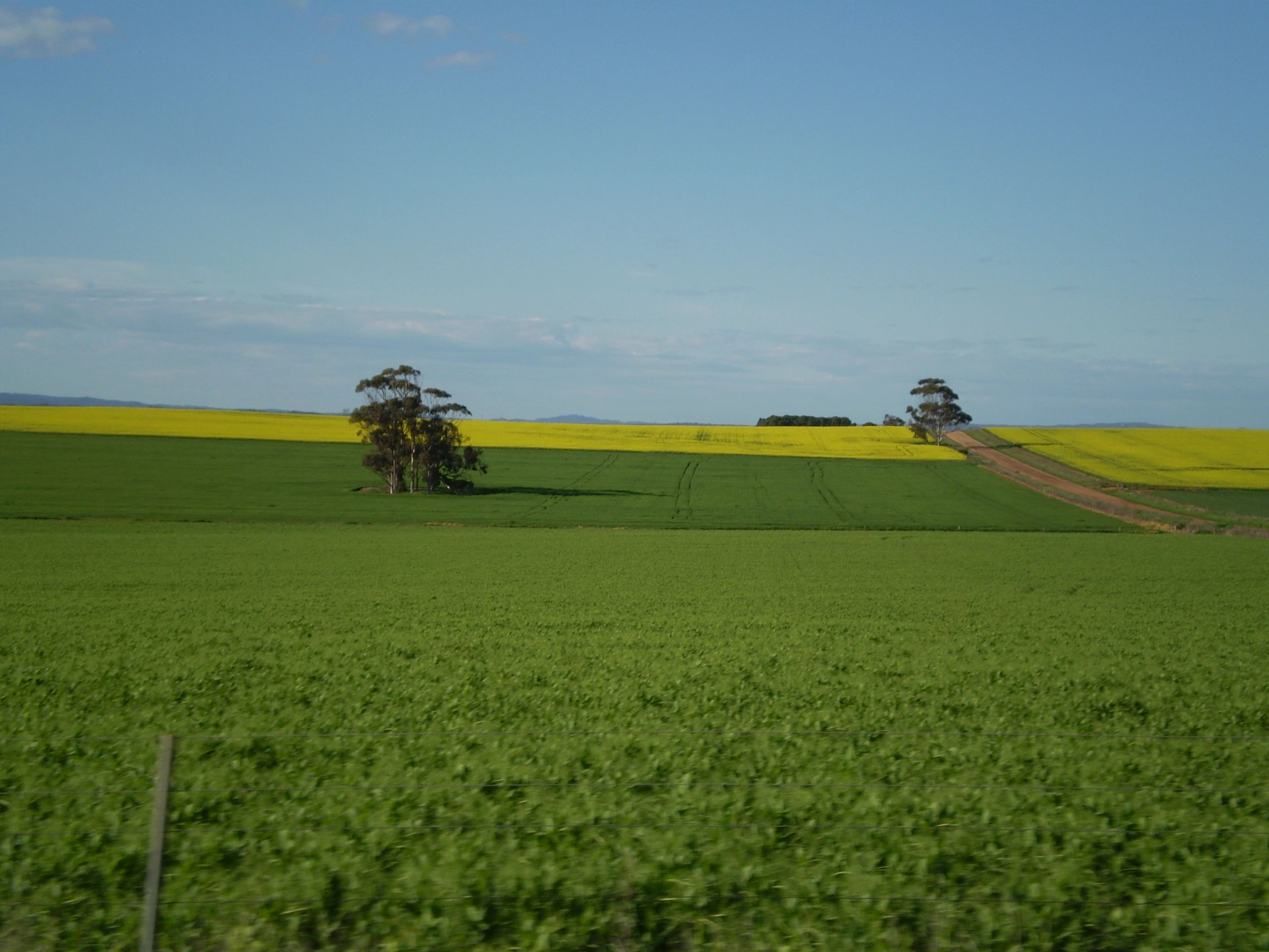 barossa_valley_landscape.JPG