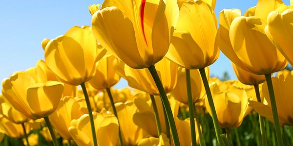 Ackert Park Skilled Nursing Rehabilitation Center