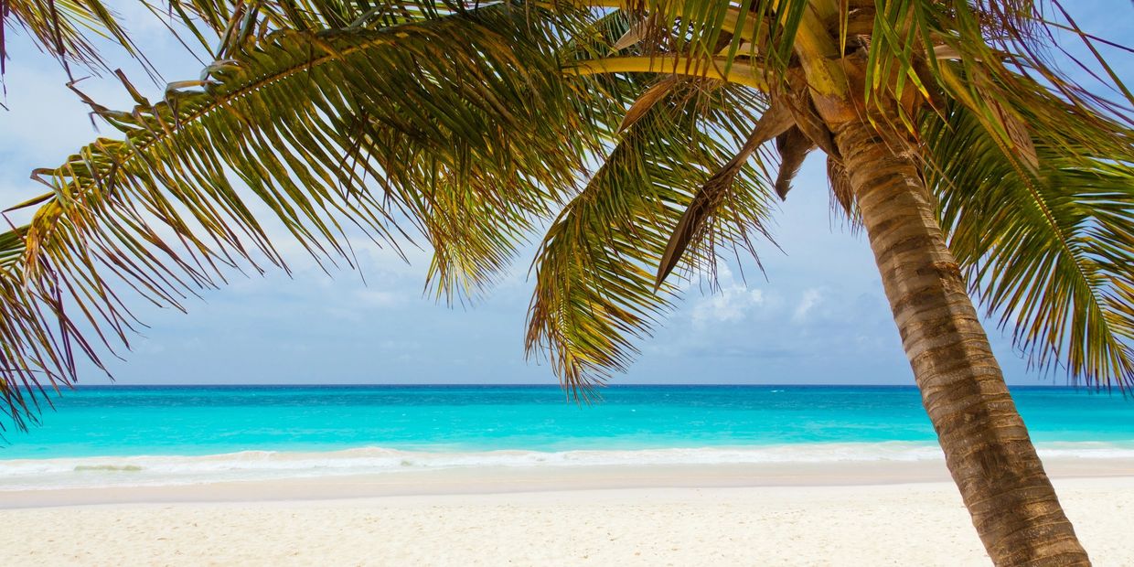 Imagine yourself sitting under this palm tree enjoying the calming ocean