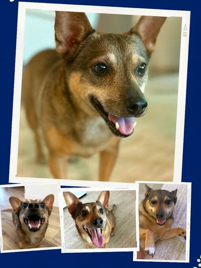 Collage of a happy, playful brown dog with expressive eyes and ears.