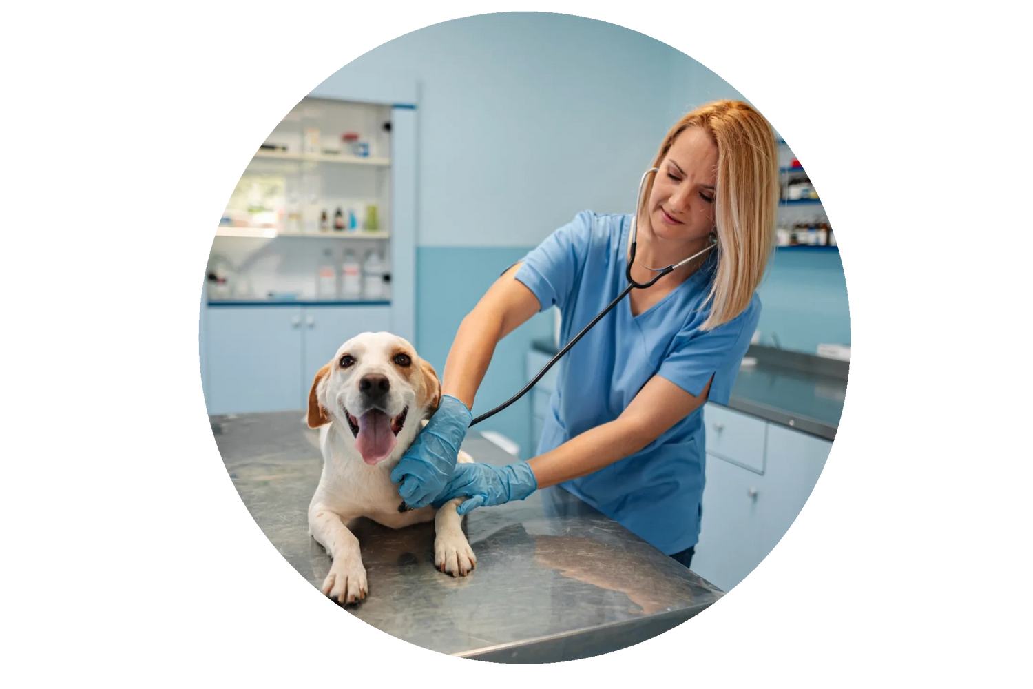 Veterinarian examining a happy Golden Retriever in a clinic.