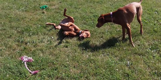 Dogs playing in the 1.5 acre field.
