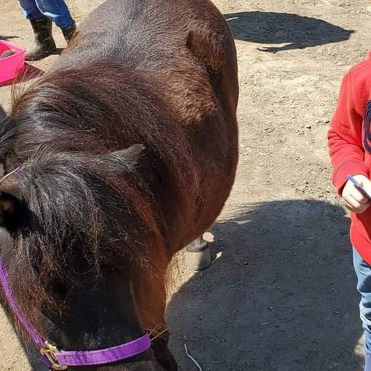 Un enfant avec son cheval miniature