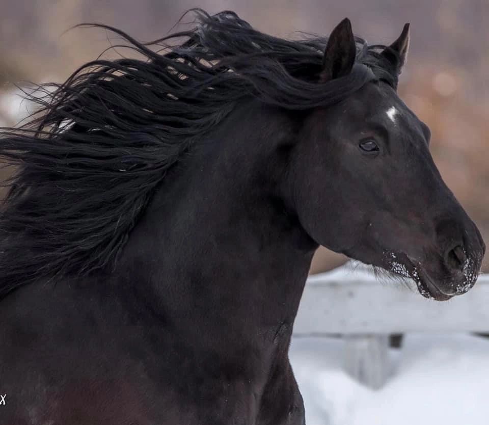 Jolis petits chevaux/noir. Fouet en crin de cheval 81 cm/32 -  Canada