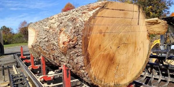 Sawing oak log on our Timber King sawmill