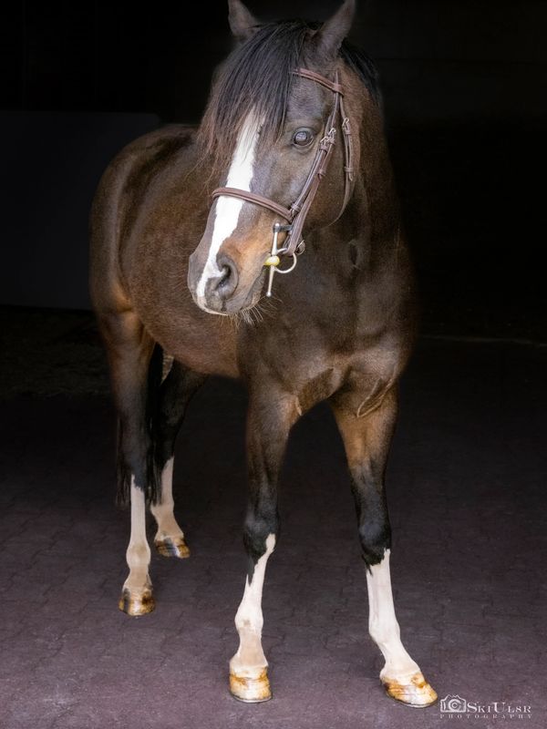 riding lesson pony