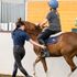 riding lessons riding school
