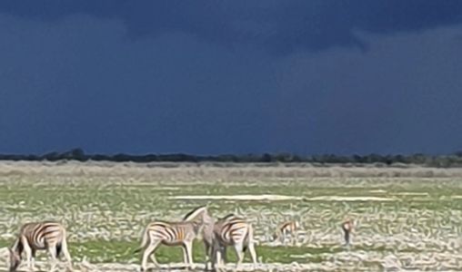 African Safari