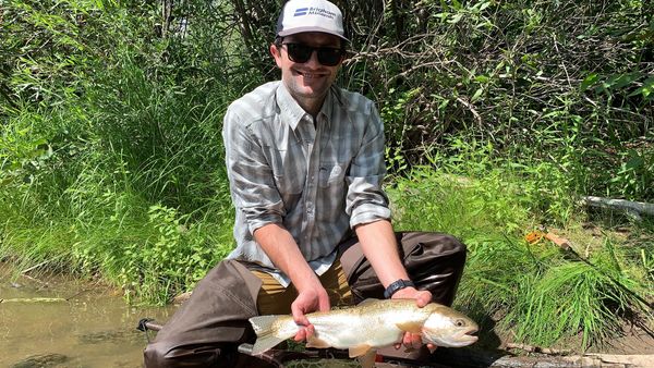 beautiful 20+ Inch wild rainbow from the Rio Chama!