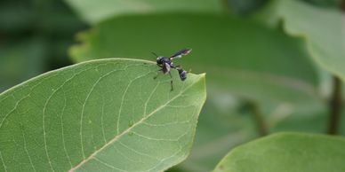 Small Hornet on Milkweed