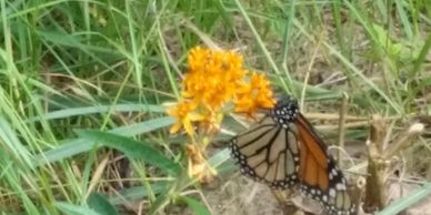 Monarch butterfly on Butterfly Weed