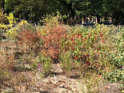 14 Garden Shrubs with Red Berries