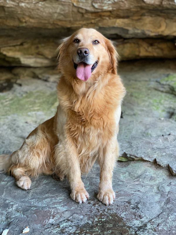 Golden Retrievers Golden Retrievers
