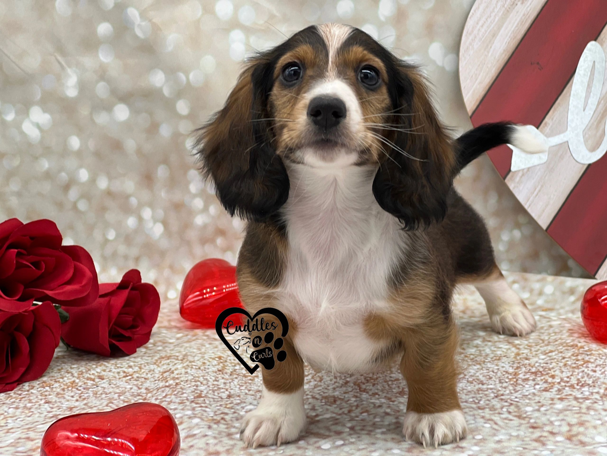 Miniature Dachshund Puppy Long Hair Red Dapple ID:14463 Located at