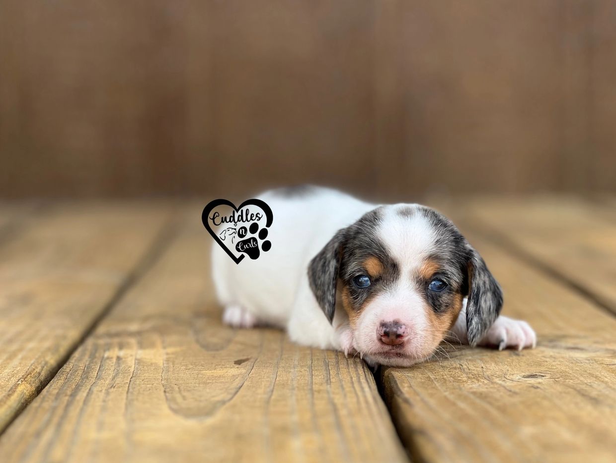 dapple piebald miniature dachshund
