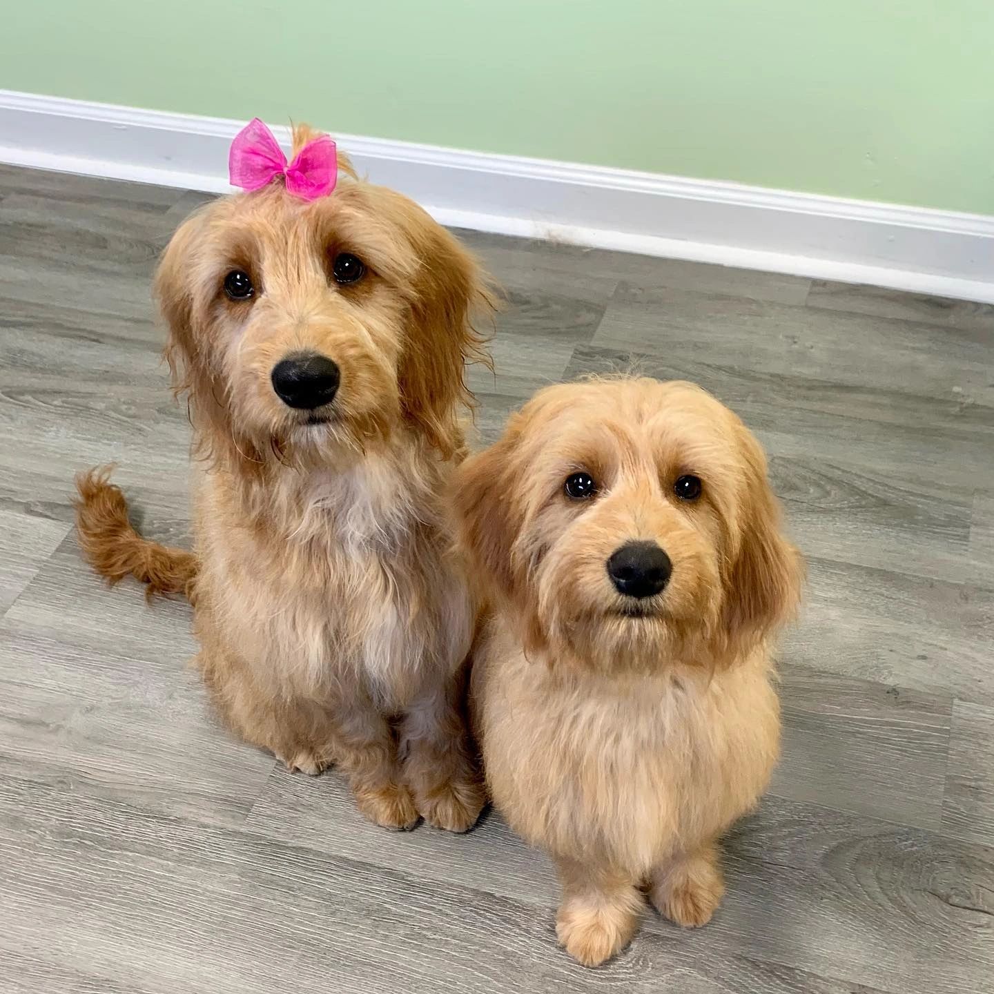 Fuzzy Feet Pet Grooming Newport News, Virginia