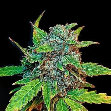 Close-up of a cannabis bud with leaves.