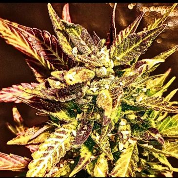 Close-up of a vibrant cannabis bud covered in trichomes.