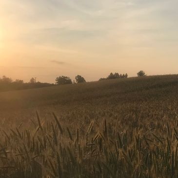 Field of grain at sunrise