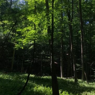 Forest with trees and ferns