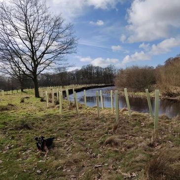 Tree planting along the River Wyre at Street